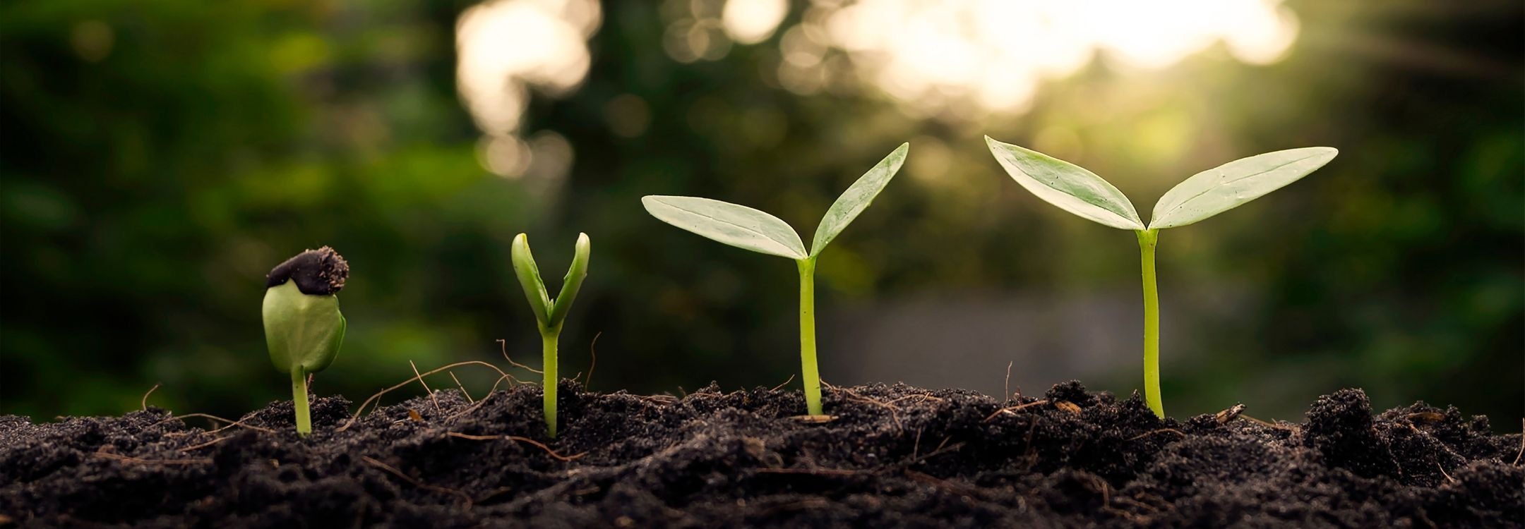 CEREO inspiratiebeeld organisatiegroei