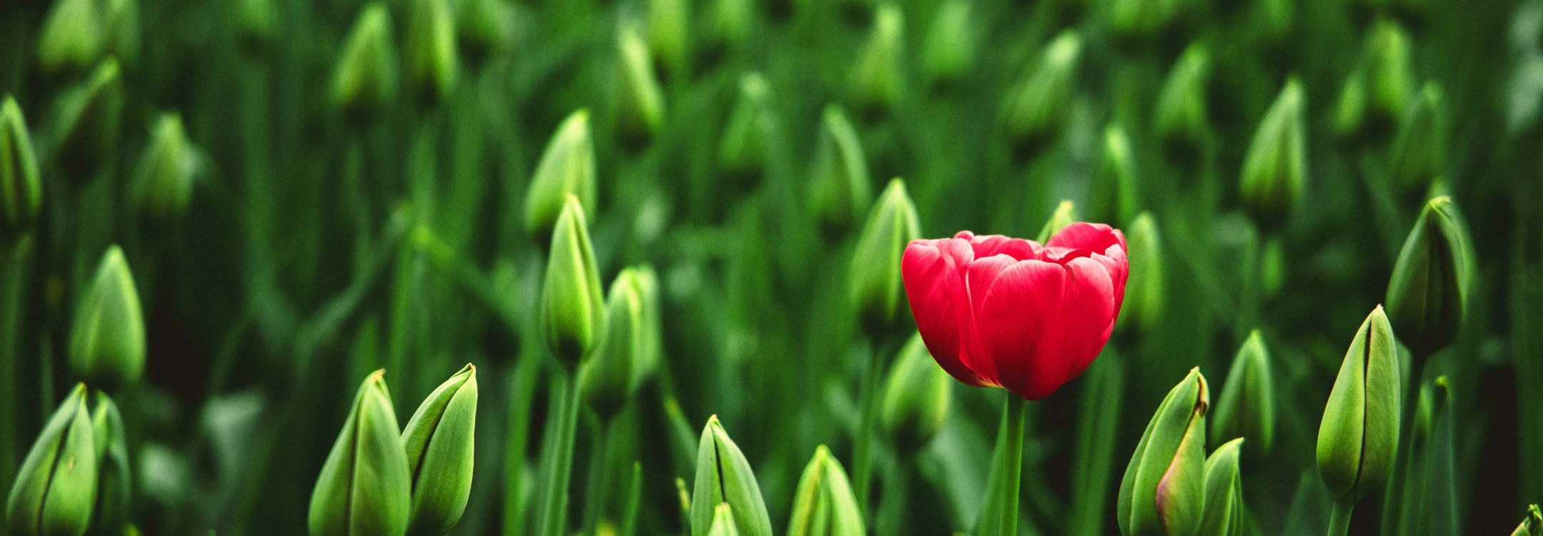 Bloem die alleen verder groeit - voor jezelf beginnen