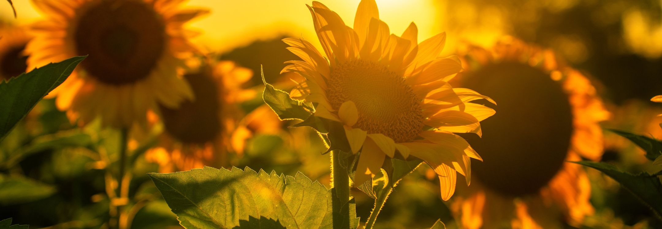 CEREO inspiratiebeeld Zonnebloemen - werknemersgroei