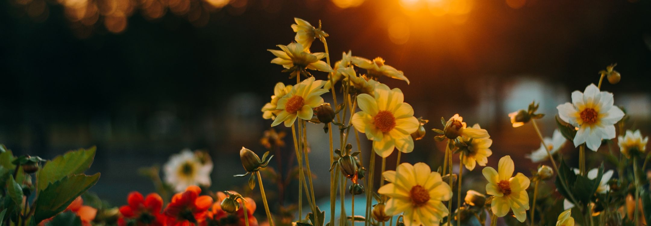 CEREO inspiratiebeeld  werknemersontwikkeling