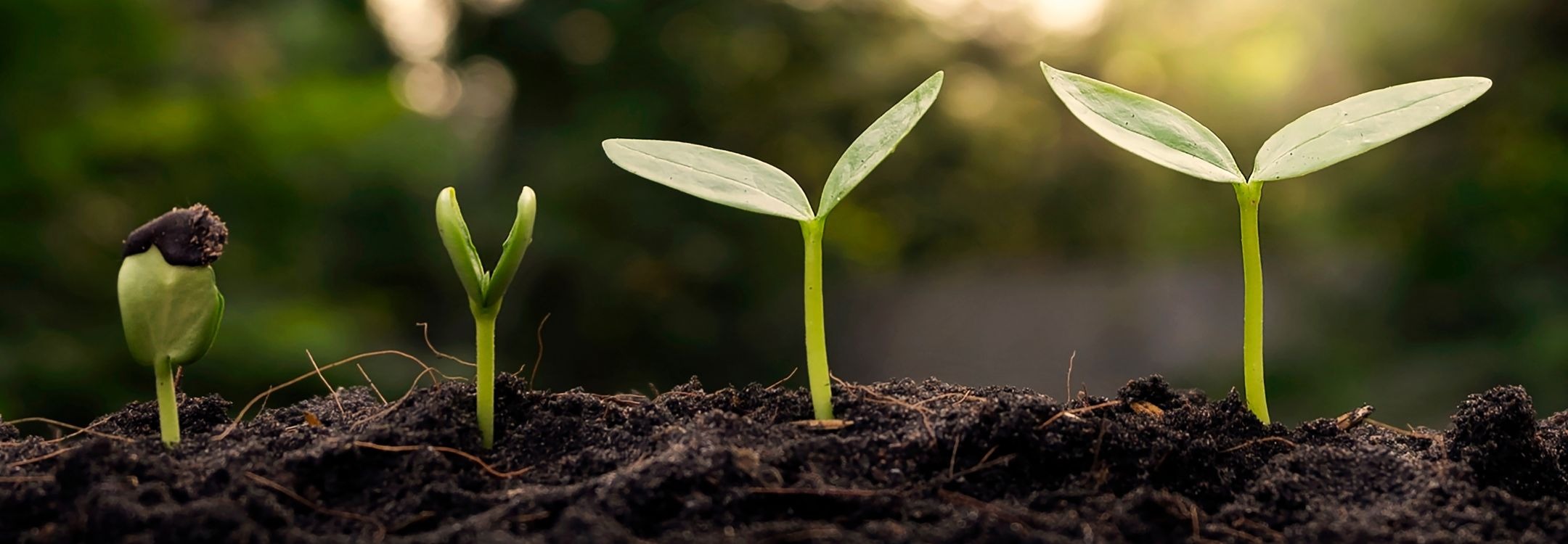 CEREO inspiratiebeeld  groei werknemers