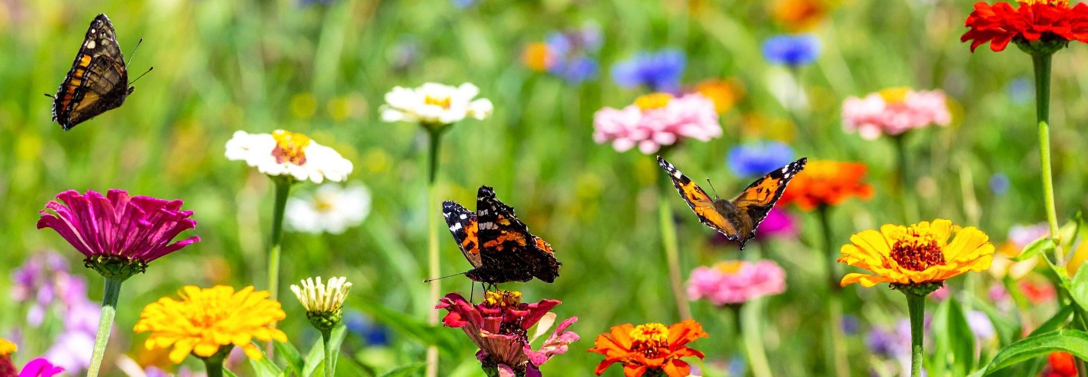 CEREO inspiratiebeeld bloeien werknemers