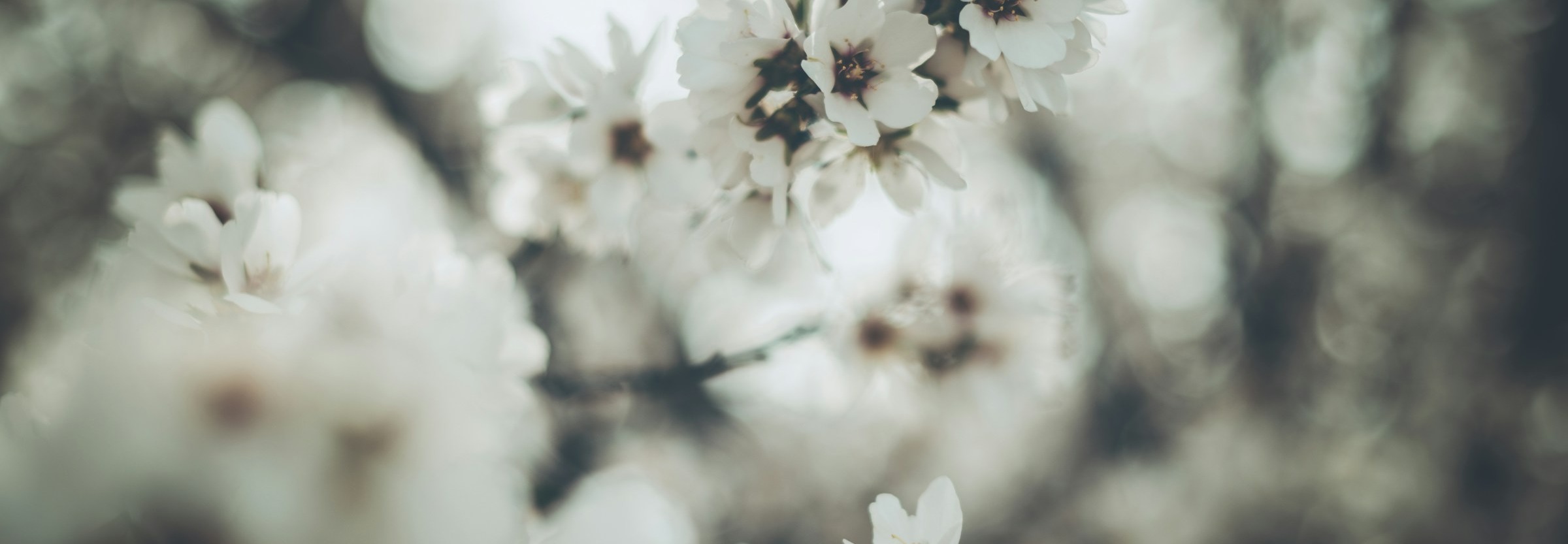 CEREO inspiratiebeeld organisatiegroei