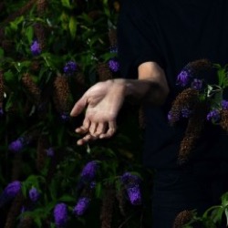 Nordmann — In Velvet