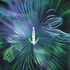 Five Phases - Innellea — Reflected Wisdom