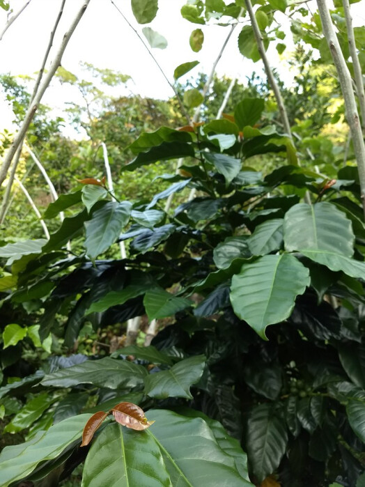 IMG_20171116_161954985