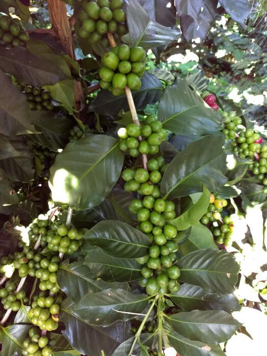 IMG_20171117_100536634