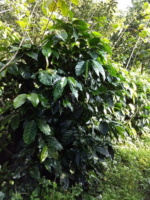 IMG_20171116_162707617