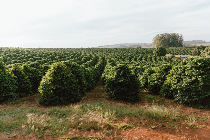 brazil origin trip Dick W-7230