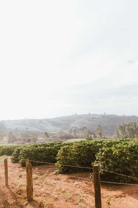 brazil origin trip Dick W-7243