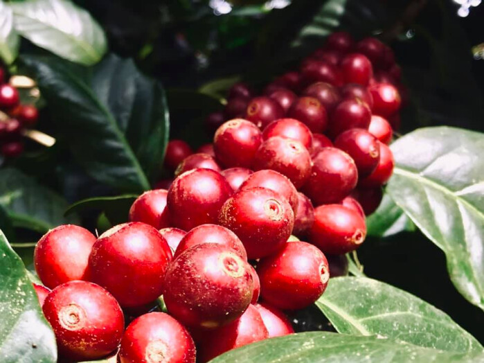 85172386_2358198421137777_5970735050952540160_n