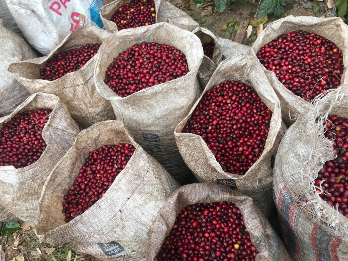 315153619_561030959361849_8465455287402603110_n