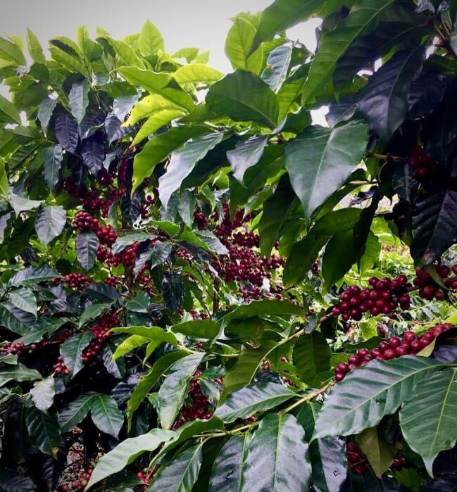 323113765_686488253012011_3397179057271828622_n