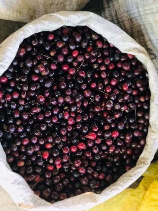 52828019_2101853360105619_2364796267189501952_n