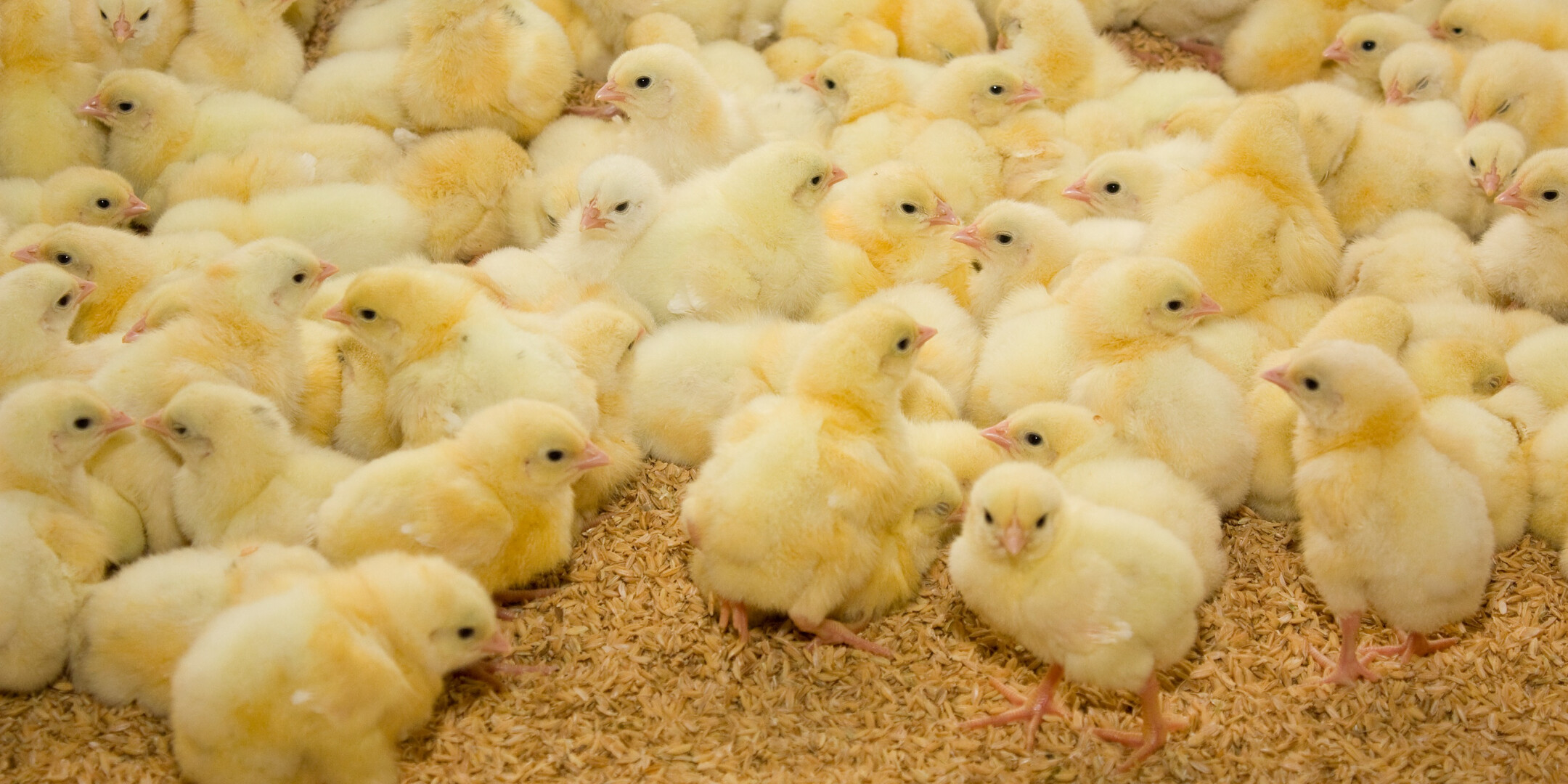 5afa4677df4374a6edbd2bf2c013c82f