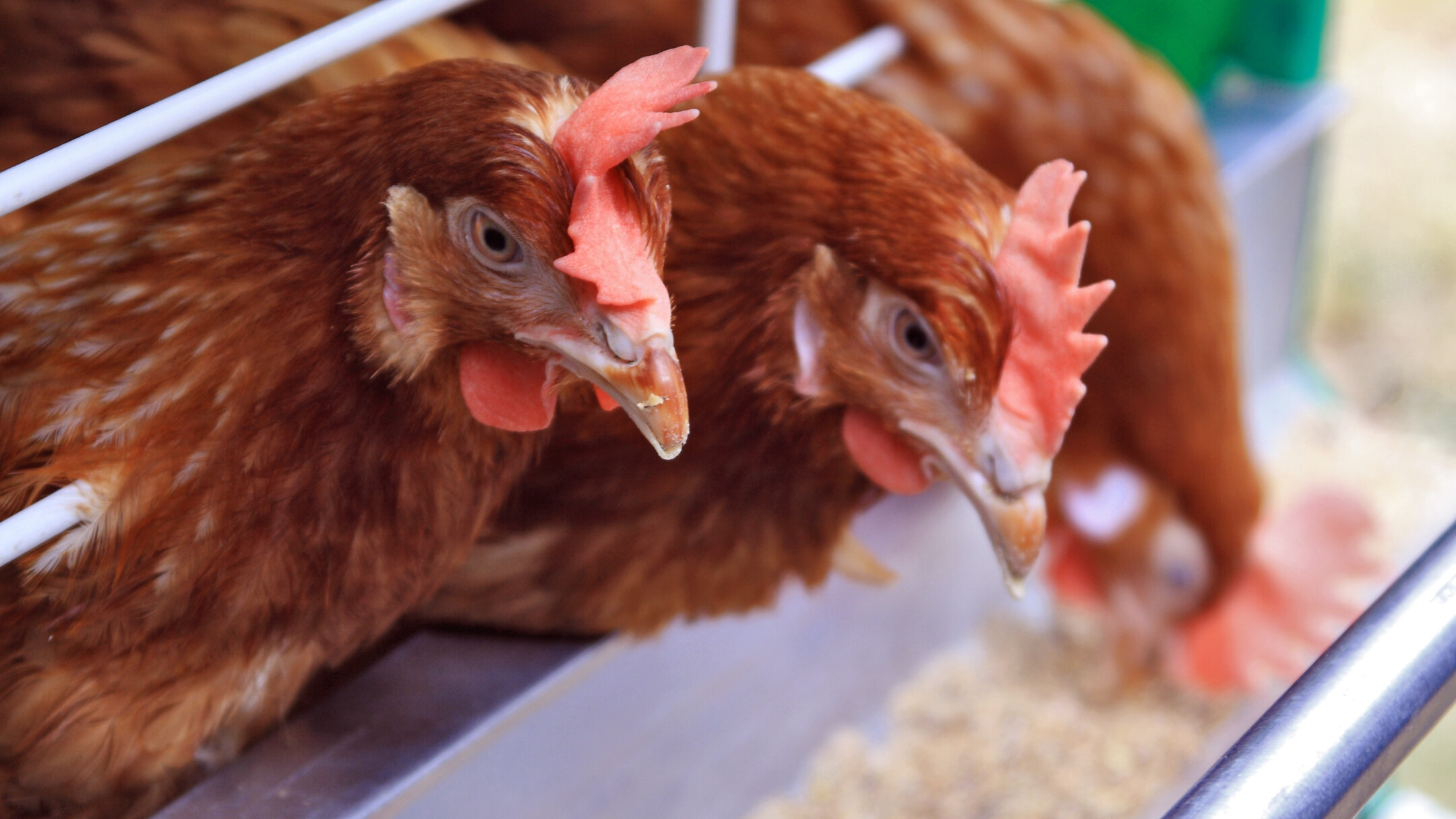 Depositphotos_4717571_original