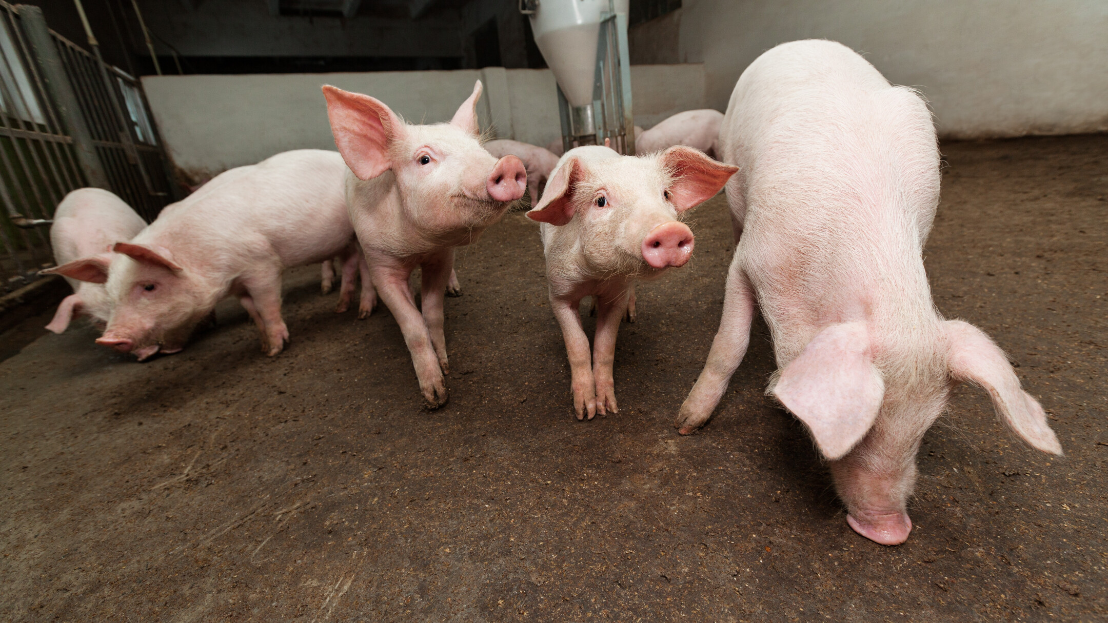 Depositphotos_22942540_original