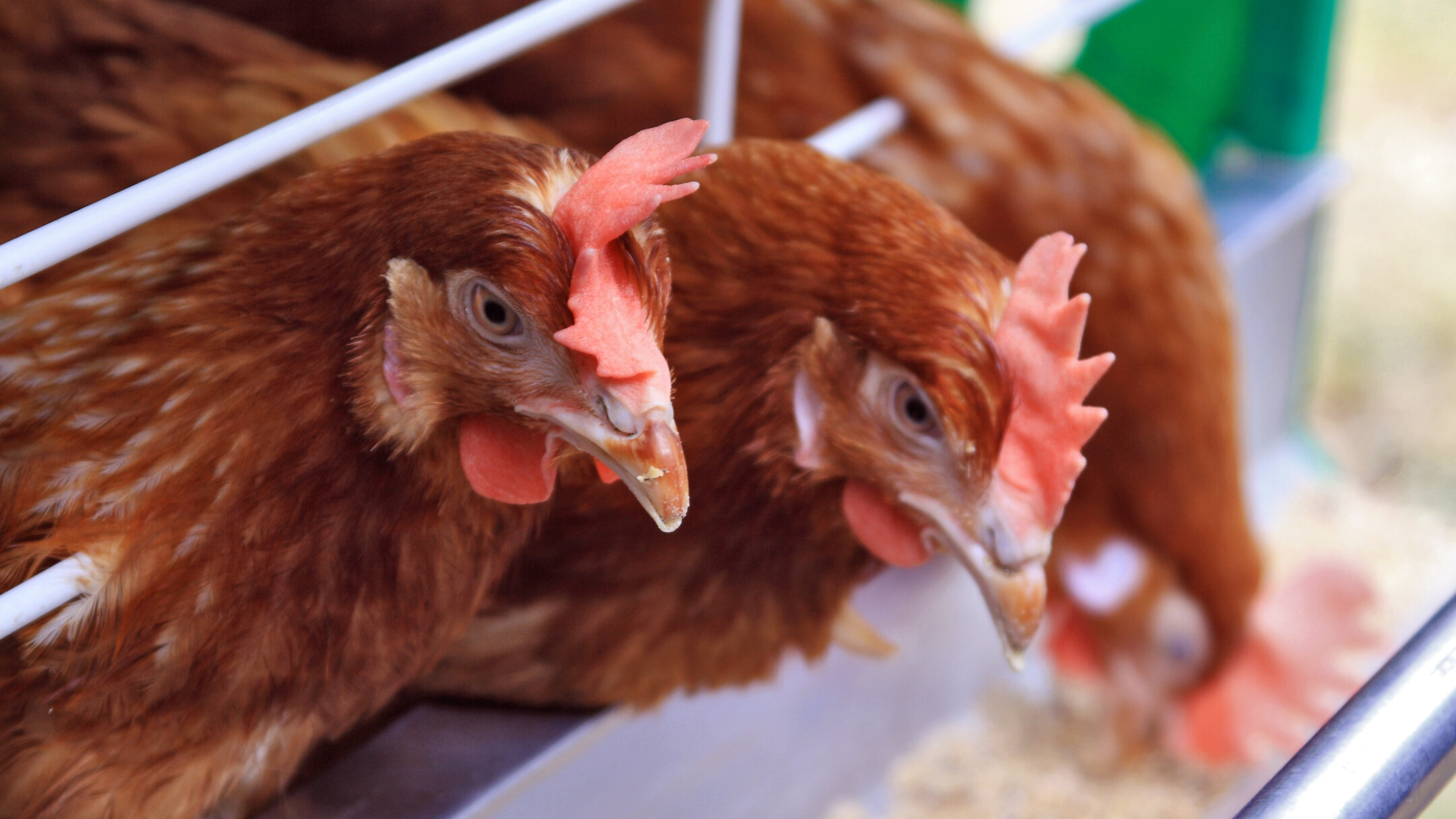 Depositphotos_4717571_original