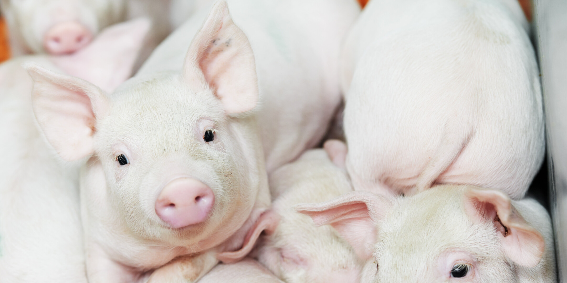 piglets noba vital lipids