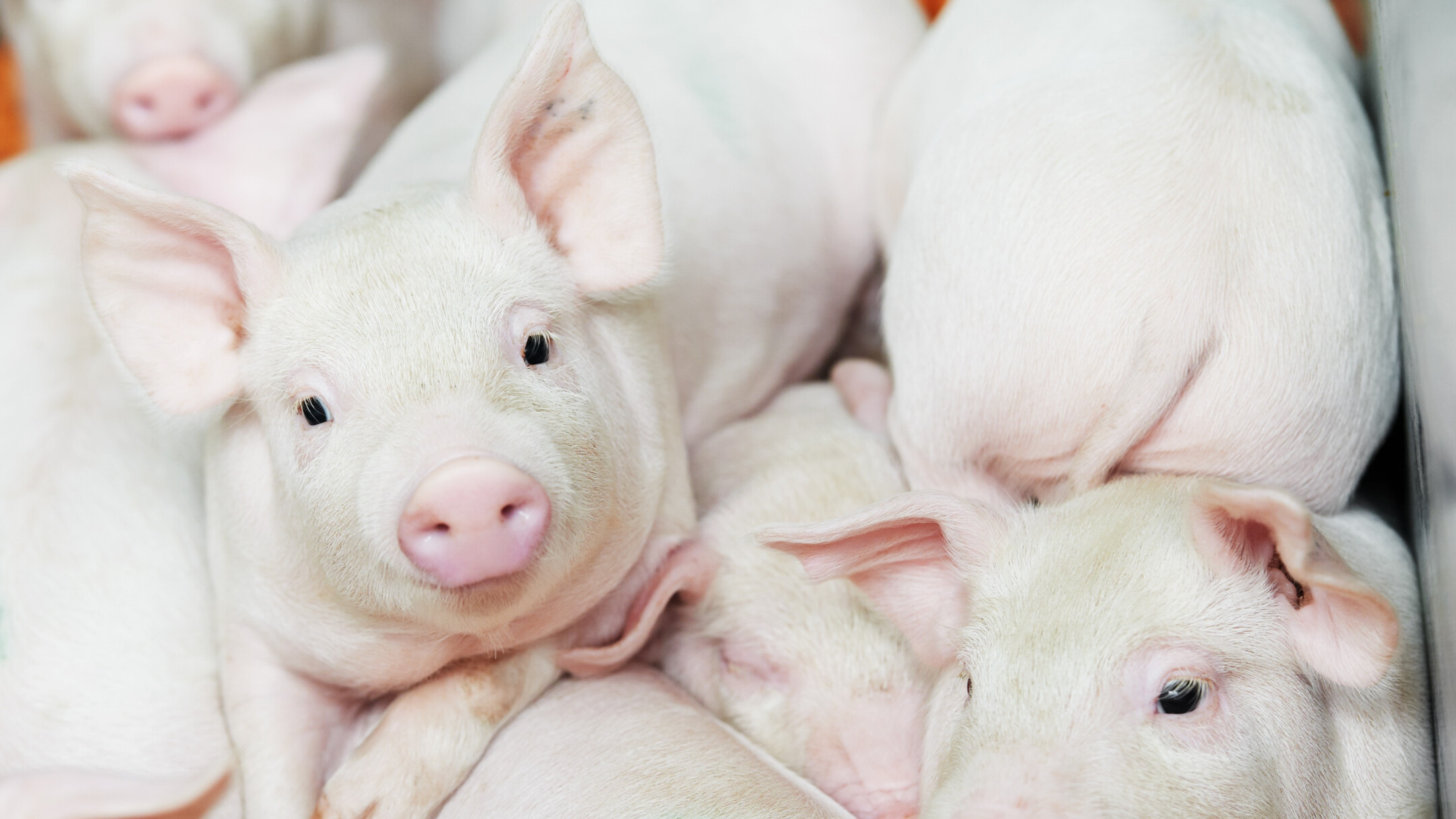 piglets noba vital lipids