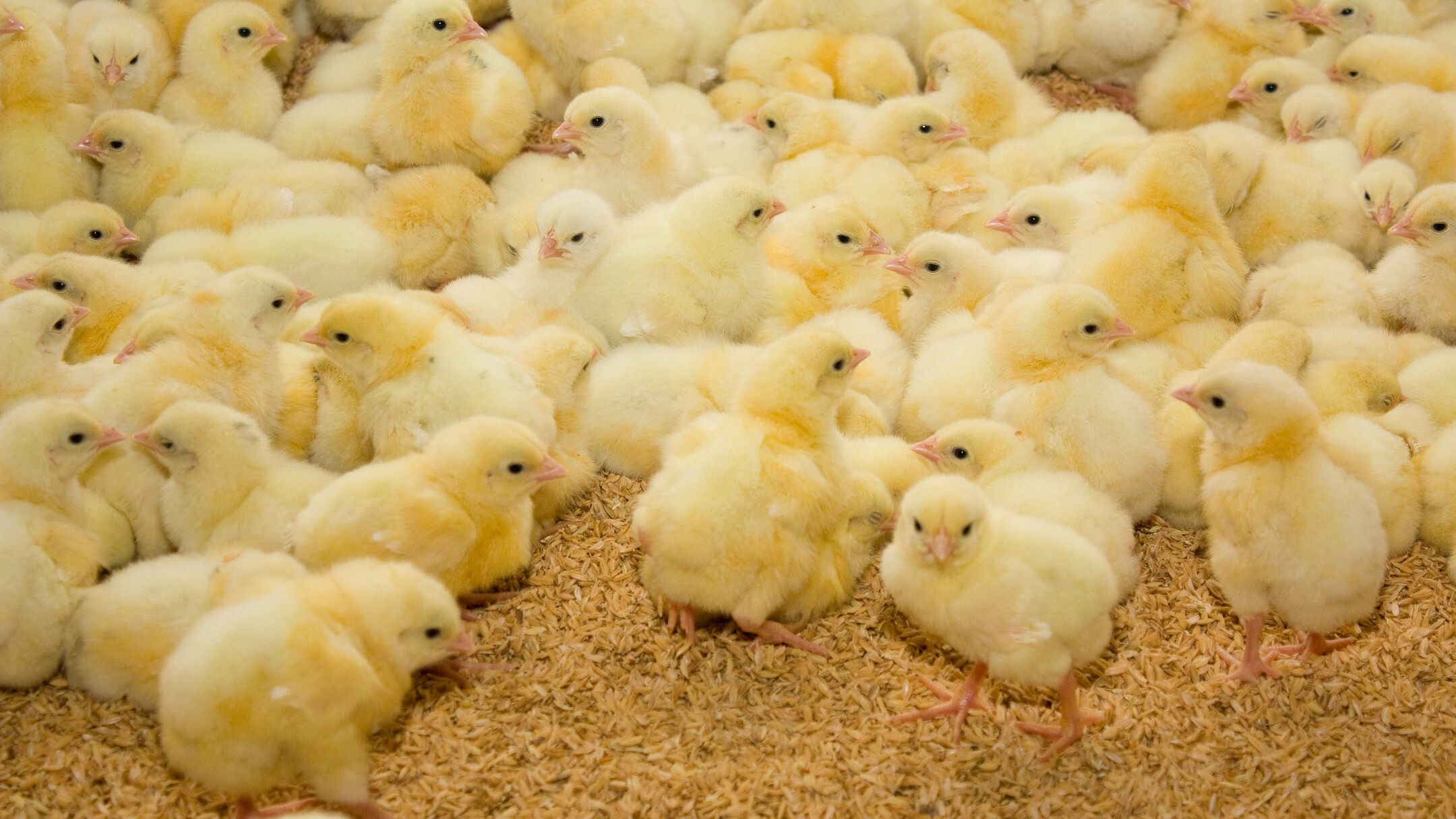 noba broilers fats