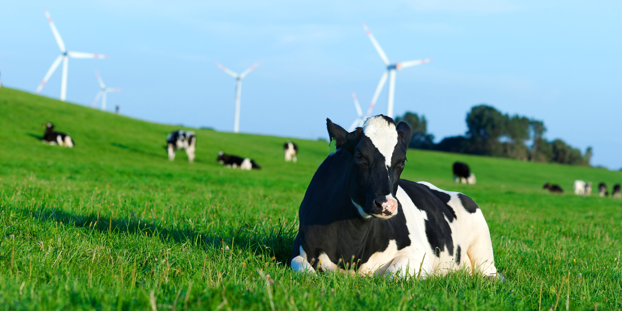 Depositphotos_18688747_original