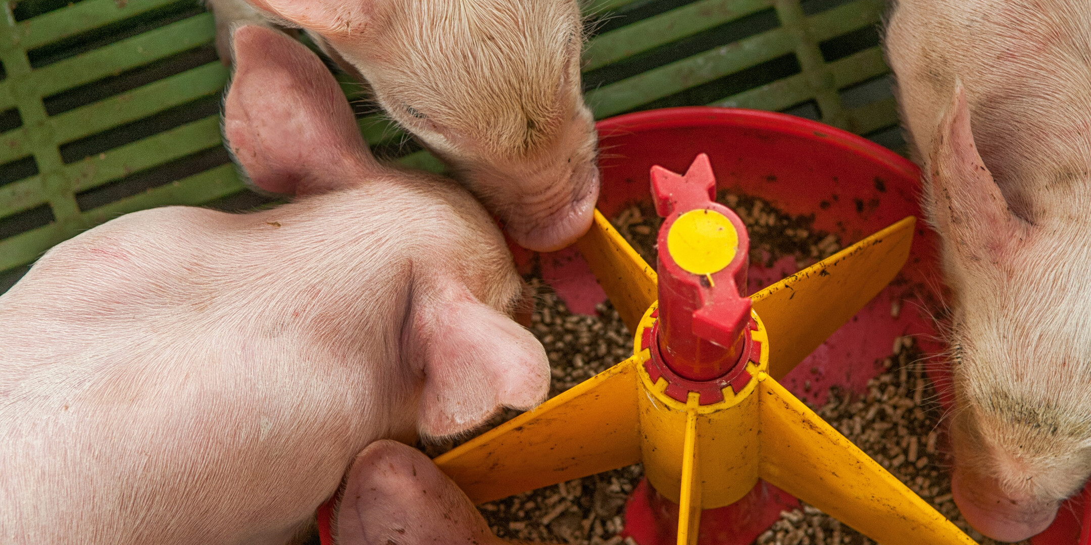 Depositphotos_53676347_original2