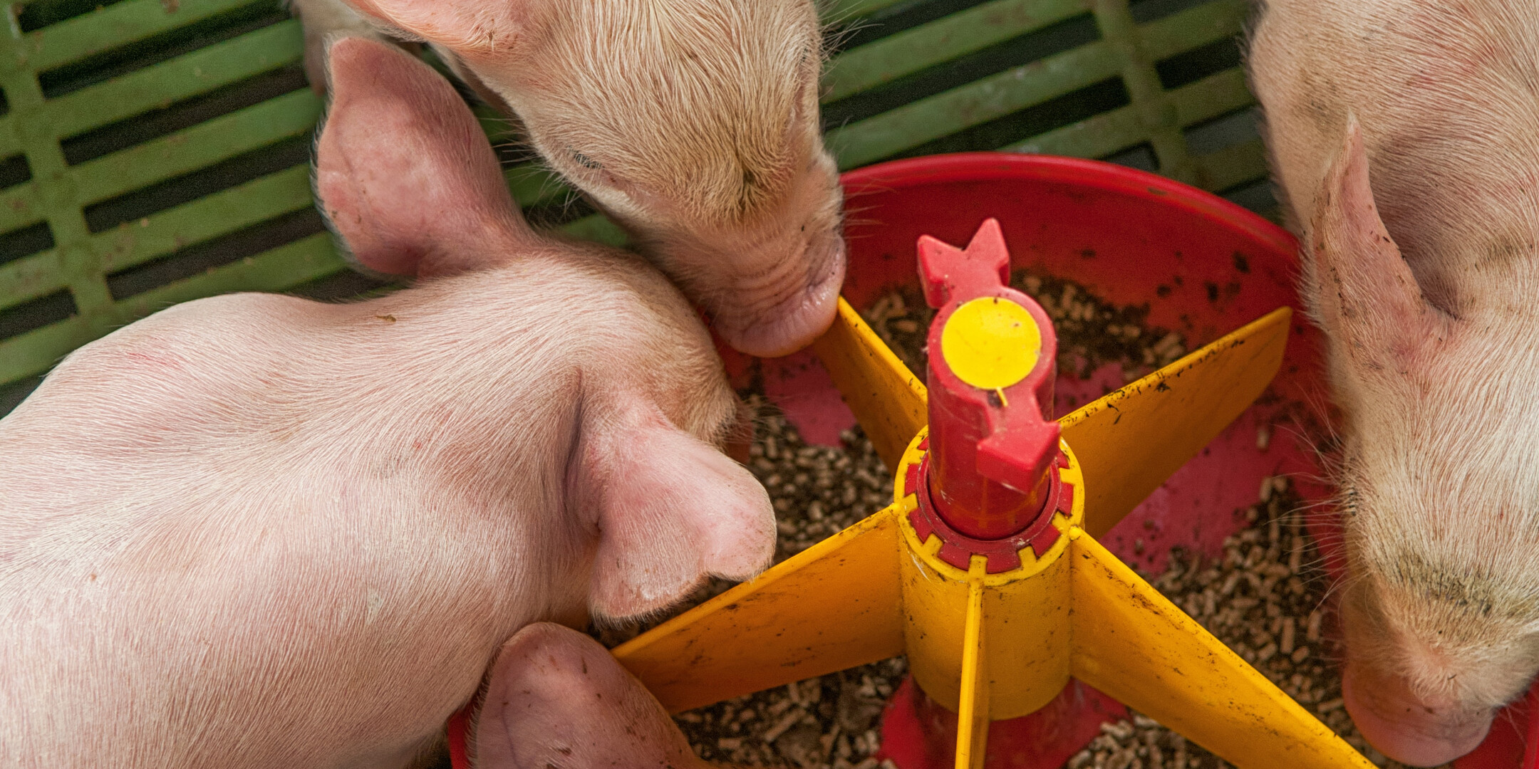 Depositphotos_53676347_original2