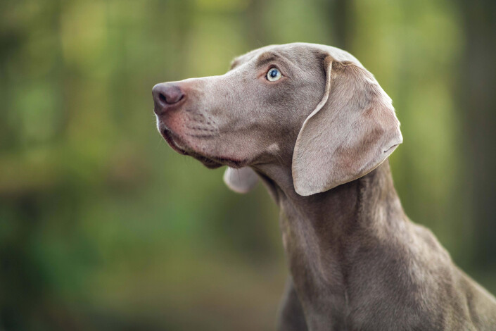 Weimaraner blickt aufmerksam nach links
