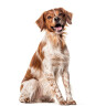 Chiens