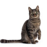 Chats