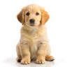 Voor puppy's
