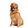 Voor volwassen honden