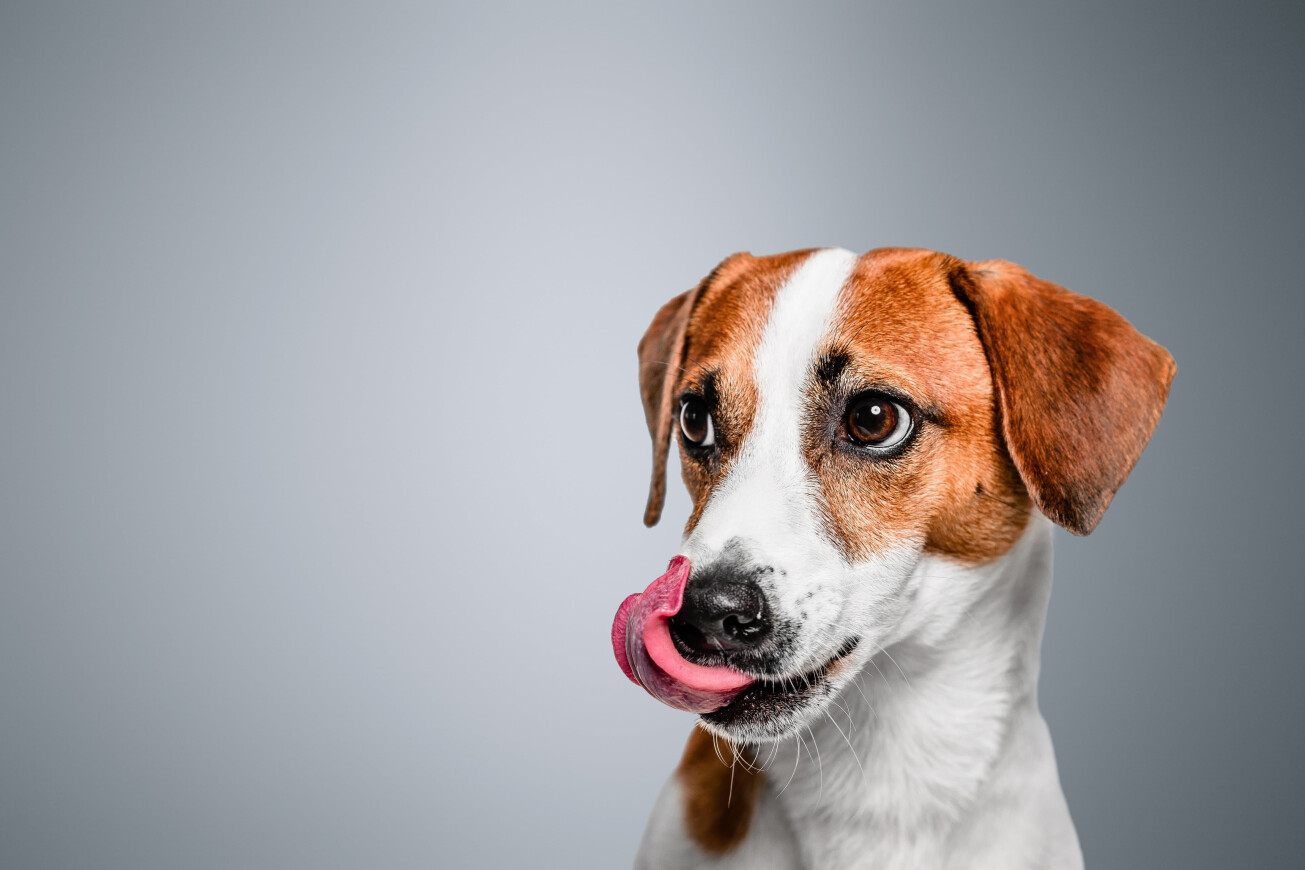 Waarom droogvoer een topkeuze is voor jouw hond