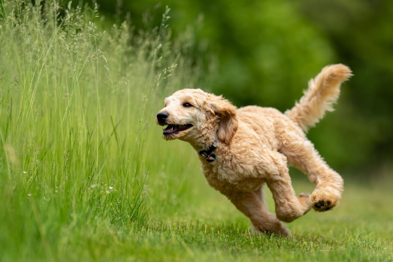 Wat helpt bij gewrichtsproblemen bij honden?