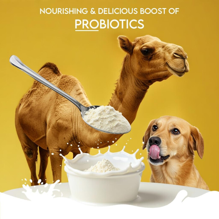 Snack probiotique pour chiens Buddy