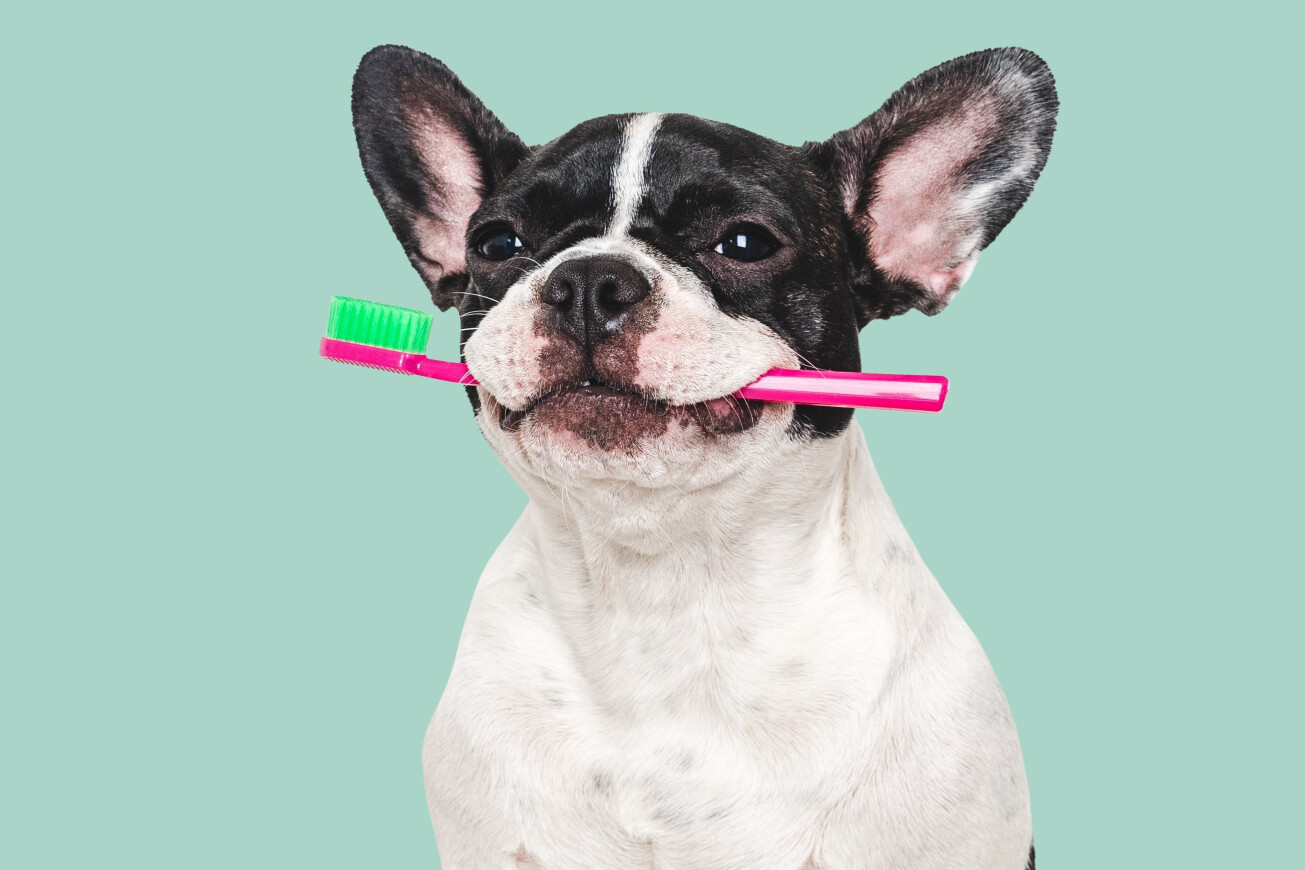 Waarom stinkt mijn hond uit zijn mond? Gebruik Dental Treats als oplossing