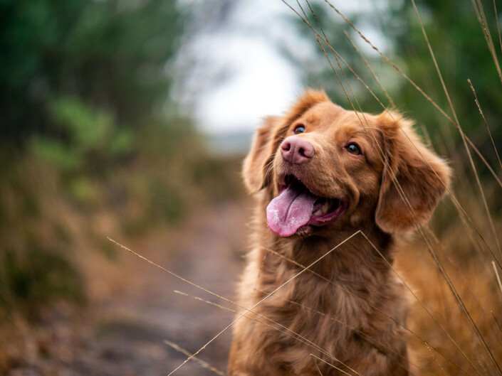 Hund schaut zufrieden in den Himmel dank gesundem Futter von Farmina