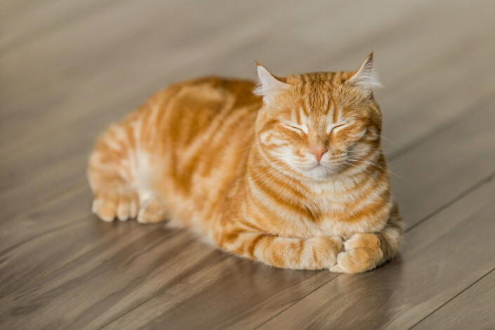 Katze genießt mit geschlossenen Augen die Sonne dank gesundem Futter von Farmina