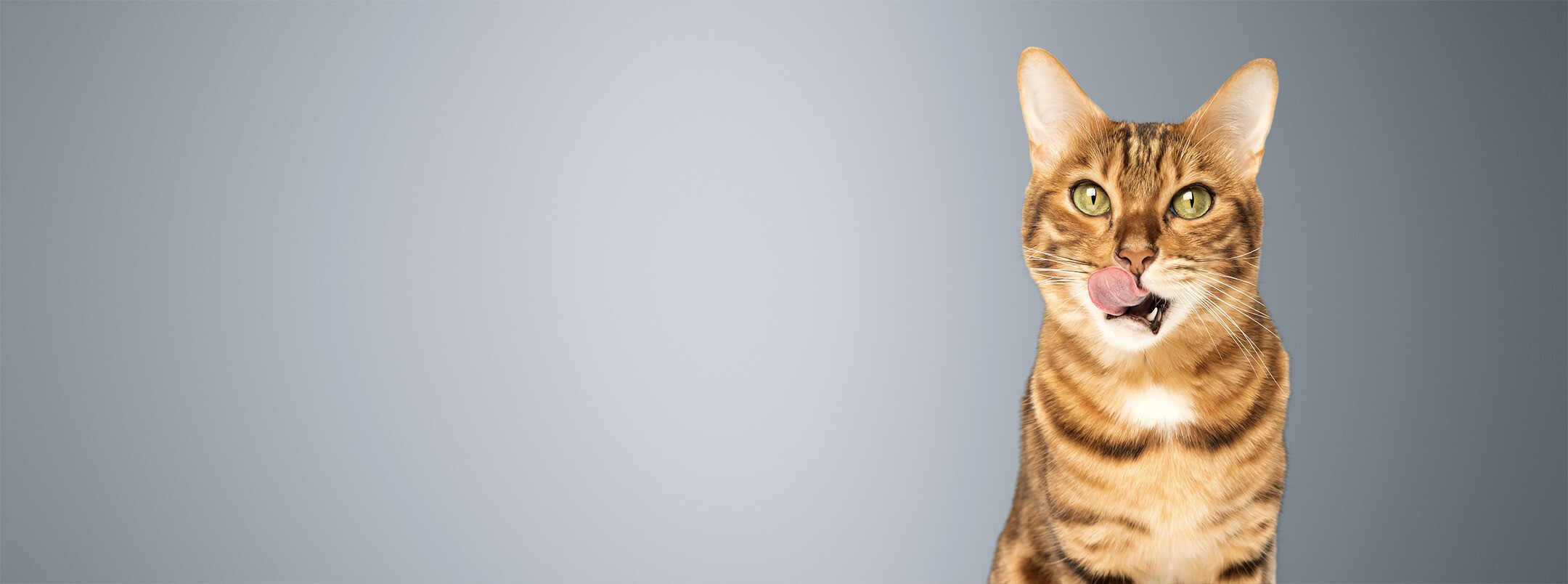 Katze leckt sich die Schnauze, während sie direkt in die Kamera schaut