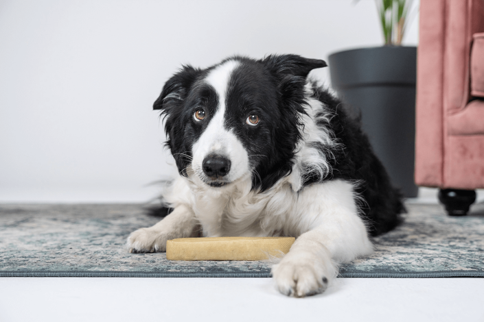 Voor iedere hond het perfecte yakbot