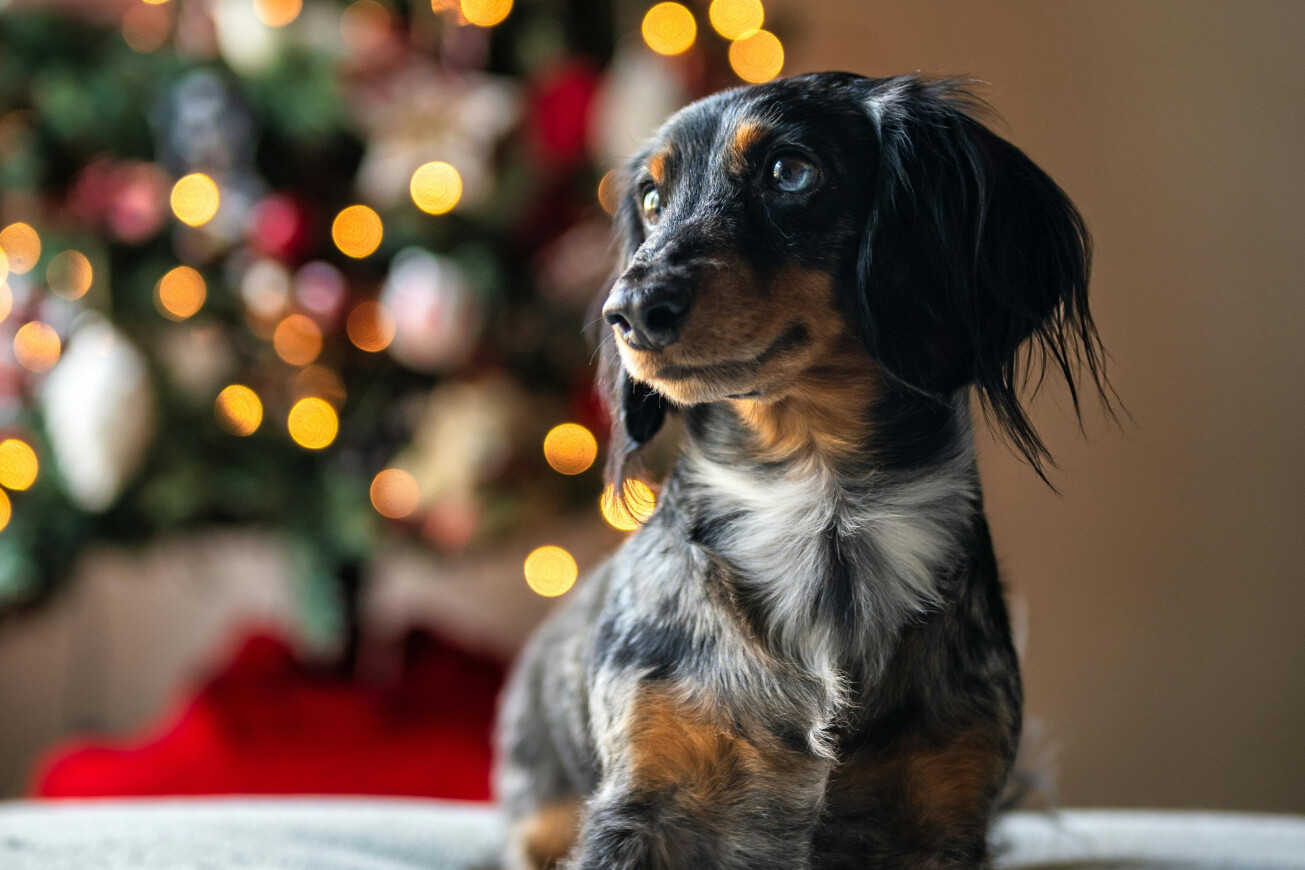 Wat mag mijn hond wel en niet eten tijdens de feestdagen?