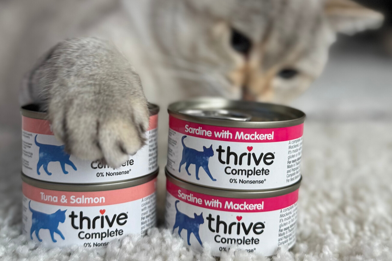 Ab welchem Alter füttert man Nassfutter an seine Katze? Der komplette Leitfaden mit Thrive Nassfutter