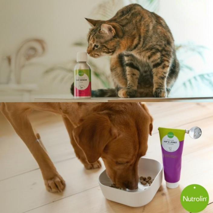 Snack probiotique pour chiens Buddy