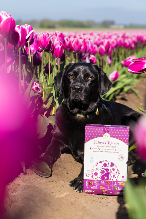 Twee honden rennen in de natuur met ondergaande zon op de achtergrond op weg naar een Pawfect snack