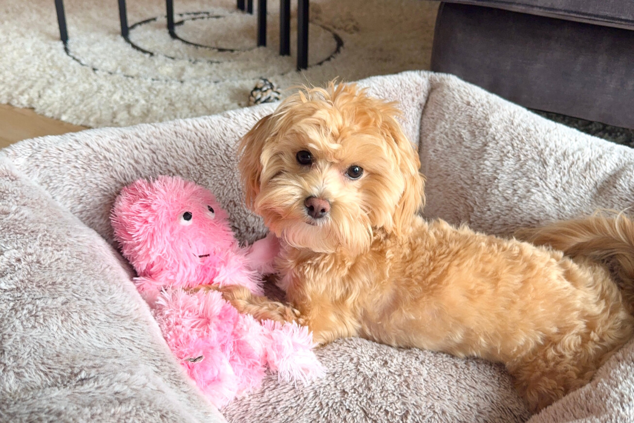 Comment le bon jouet en peluche aide à lutter contre l'ennui chez votre chien