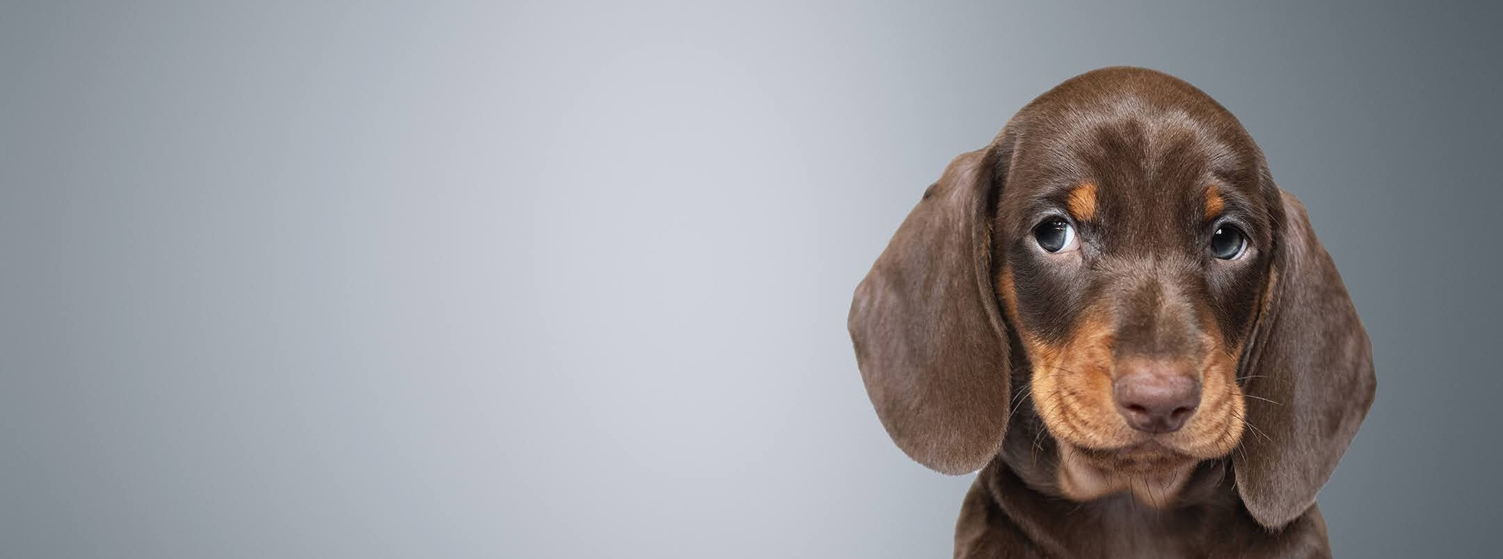 Petit chiot aux yeux curieux