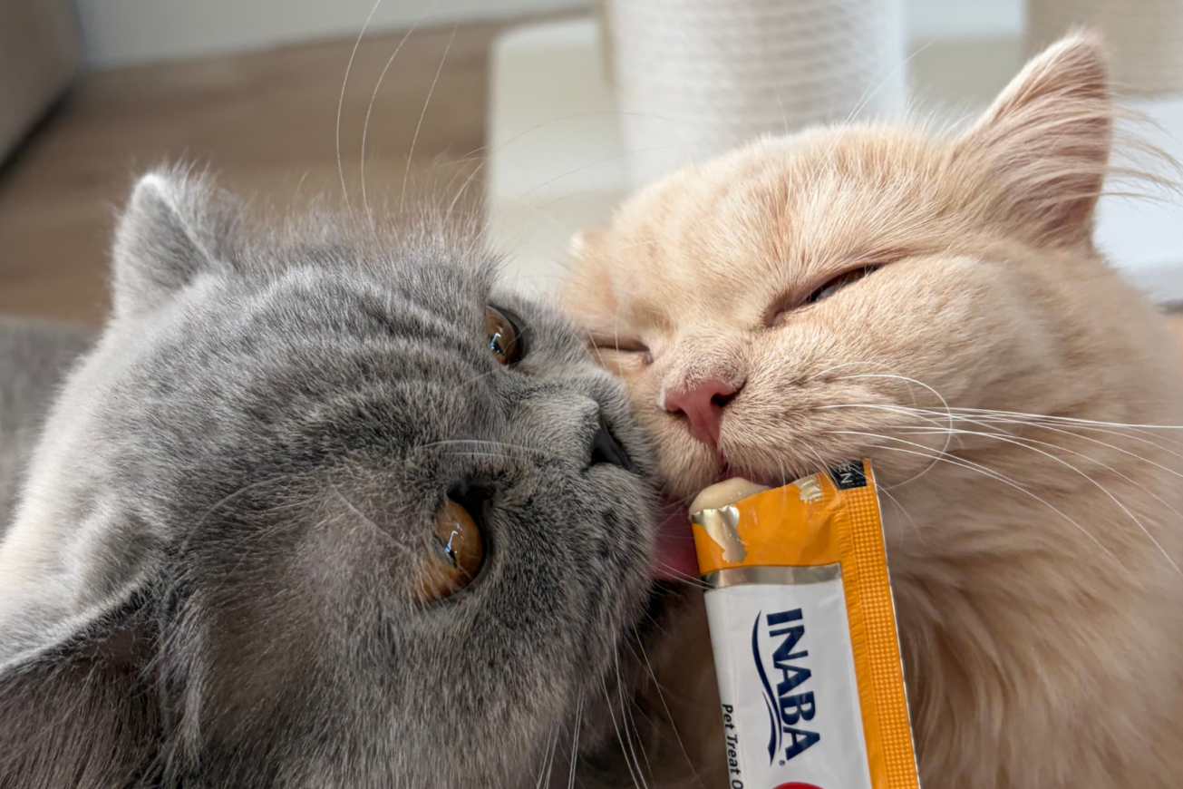 Zo maak je een verkoelend ijsje voor je kat