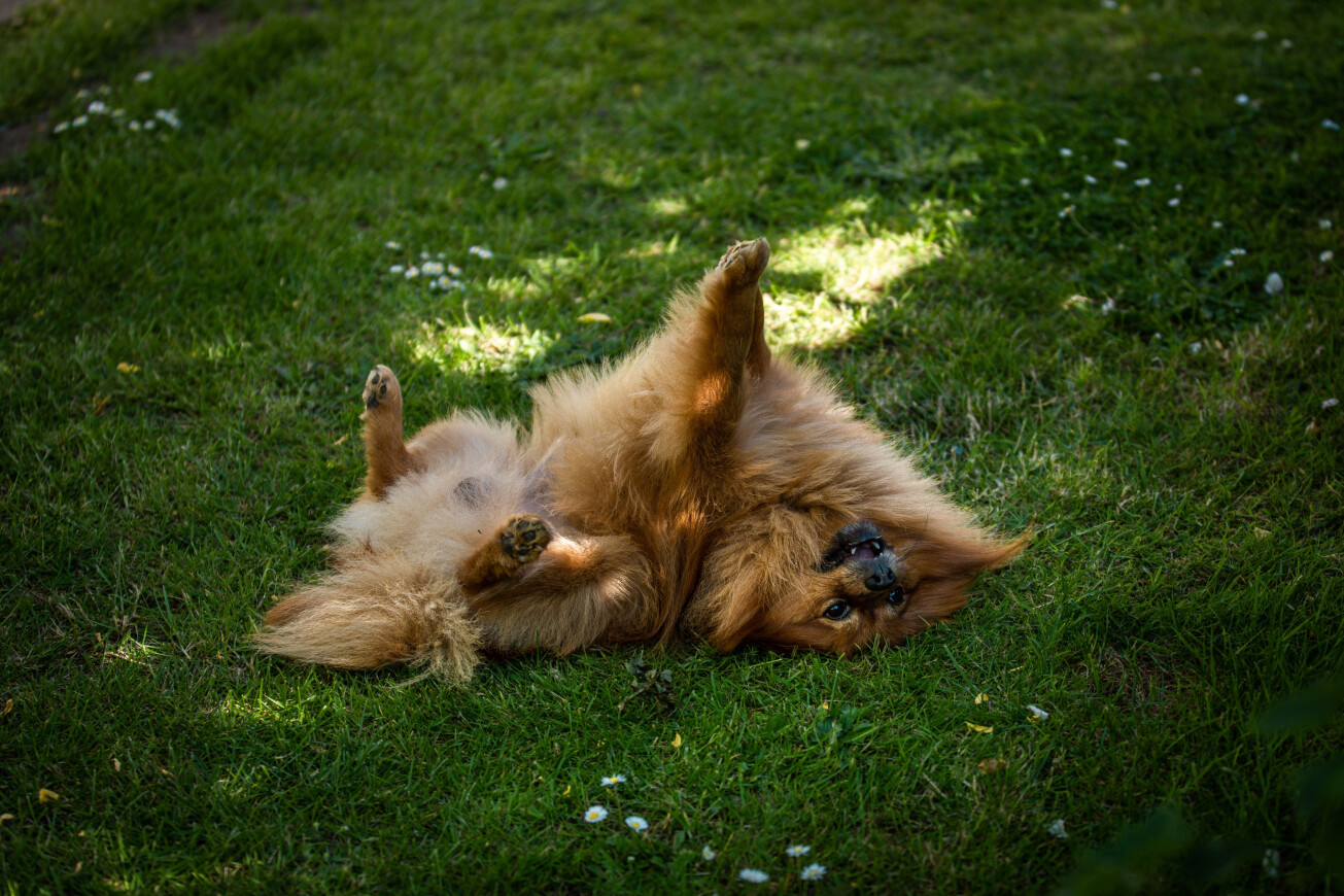 Warum sollten Sie Ihrem Hund oder Ihrer Katze Fischöl oder Algenöl geben?