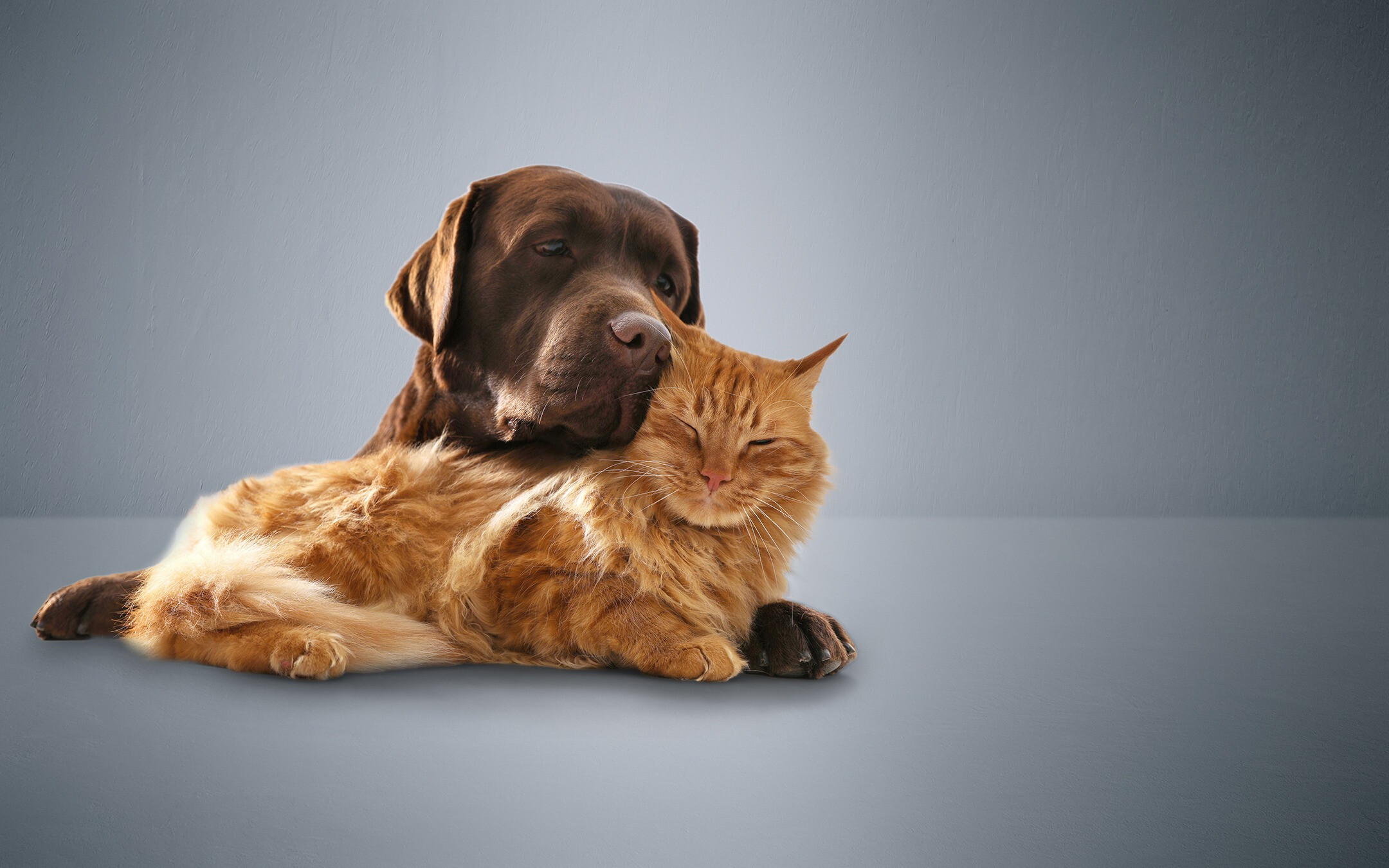Header afbeelding met hond en kat die innig knuffelen